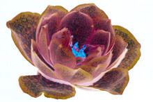 Inverted Colourful Rose