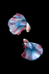 Two dancing betta siamese fighting fish (Double tail grizzle in blue white red color type) isolated on black background