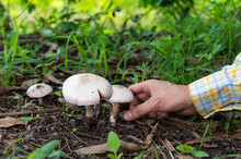 Farmers Pick Mushrooms In The Natural Forest