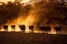 Herd Of Cattle At Sunset