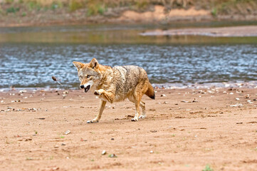 coyote playing with captured mouse