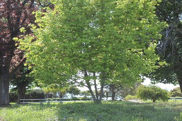 Fresh new leaves brighten from spring sunshine in a park