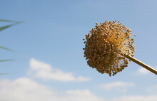 Close Up Of Seed Head Of Onion Plant Against Blue Sky Background 