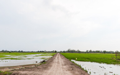 Walkway of rice paddies between rice paddies and paddy fields. The background mountain and bright blue sky with white clouds. country road in green rice field.