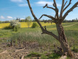 abgestorbener Baum in einem Biotop mit blühenden Rapswiesen