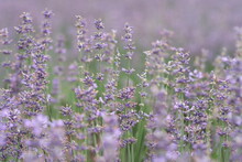 Close Up Dense Lavender Bush Background. Soft Focus
