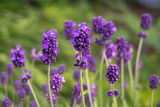 Fototapeta Lawenda - Lavender is blooming in spring time
