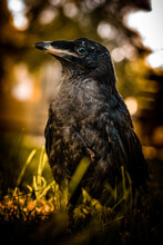 Undercover Raven"
ISO 200 | F/4.0 | 1/100s

Shot On Sony A6000 | Sigma 60mm F2.8
Edit In Adobe Lightroom Classic
©®:@zauner.gabriel69
