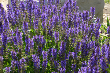 violet panicles of the meadow clary also called salvia pratenis