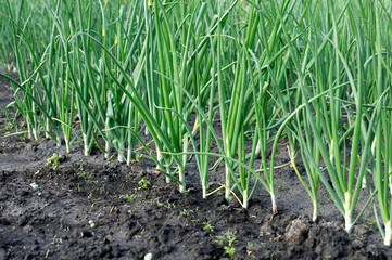 close-up of growing green onion in the vegetable garden