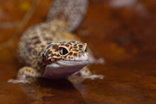 Close Up Leopard Gecko