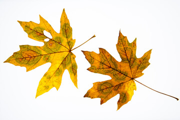 Two decaying maple leaves on white background
