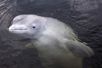 Friendly beluga whale up close