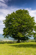 © Alpar - Vertical image of an old beech tree in the Carpathian mountains with blue sky with whte clouds.