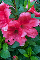 Wall Mural - azalea flowers after receiving some rain