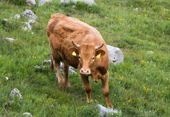 European bull in the green meadow in the karstic landscape