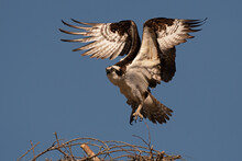Osprey Male Lifts Off From The Nest