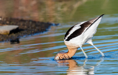 Wall Mural - An American Avocet Foraging for Food at a Calm Pond