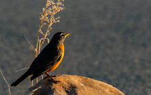 An American Robin Perched On A Rock On A Summer Morning