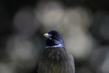 Bird Close Ups