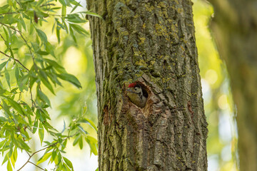 A Great Spotted Woodpecker, Dendrocopos major on a tree