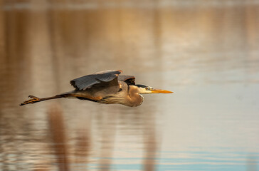 Wall Mural - Great Blue Heron in Flight