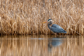 Wall Mural - Great Blue Heron Stalking Prey at a Wetlands