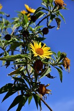 A Tall Stalk Of Numerous Sunflowers Against A Bright Blue Sky.