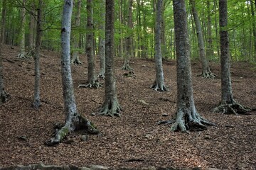 Poster - Bosque de hayas