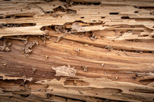 Background Image Traces Of Wood That Is Eaten By Termites, Harms The Wood By Termites, Wooden Background