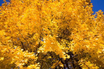 yellow maple