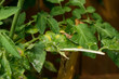 Vegetable, tomato plant problems and sickness ,too much water can cause the blight to spread