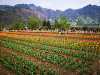 C-0009 Hanada-1
Photographed in Tulip Garden, Srinagar, India in April 2019. Unexpectedly, there is such a beautiful garden in Indian-controlled Kashmir.
