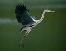 A Closeup Side View Shot Of An Great Blue Heron Flying Over A Lake In Taipei, Taiwan