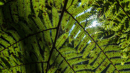 green fern leaves