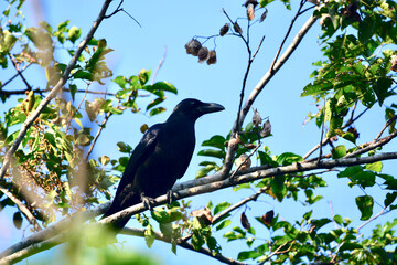 Wall Mural - crow on a branch