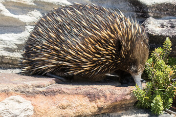 Short-beaked Echidna foraging for food during the day