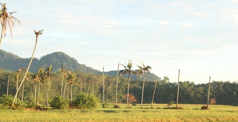 grass and sky