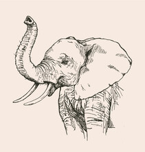 Hand Drawn Sketch Of Elephant, Vector Illustration