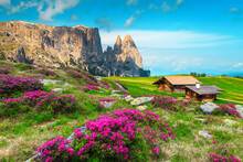 Hiking And Touristic Resort With Pink Rhododendron Flowers, Dolomites, Italy