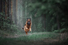 Portrait Of Long Haired Female German Shepherd Dog Running Fast In Dark Green Forest In Daytime In Summer