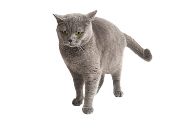 Wall Mural - british gray cat isolated