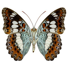 Wall Mural - Common Commander Butterfly