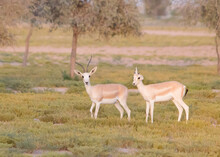 Pair Of Wild White Gazelle Stood In A Grassy Area Of The Desert In Dubai UAE