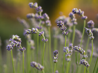 Wall Mural - lavender field in provence