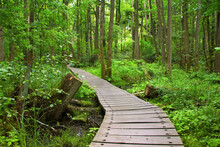 A Hiking Trail In Nature Reserve "Briesetal" In Federal State Brandenburg - Germany