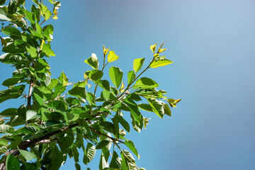 Aufkleber - Beautiful green tree look up. Background pattern for design.