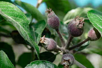 Poster - Small young pears growing on a tree background.