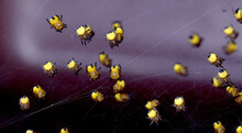 Baby Spiders Or Spiderlings In Large Group Soon After Hatching.