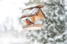 Closeup Of Bullfinch Bird In Birdhouse On Snowing Background